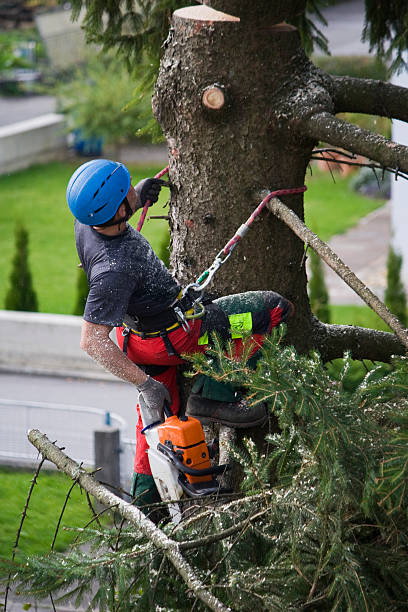 Reliable Agua Dulce, CA Tree Services Solutions